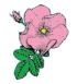 Proud Albertan -  Alberta Wild Rose