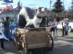 Calgary Stampede Pre Parade