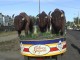 Calgary Stampede Parade