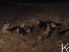 Live Nativity Scene